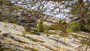 Camping Gran Paradiso